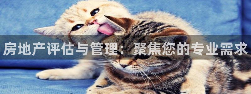 新宝5平棋牌：房地产评估与管理：聚焦您的专业需求