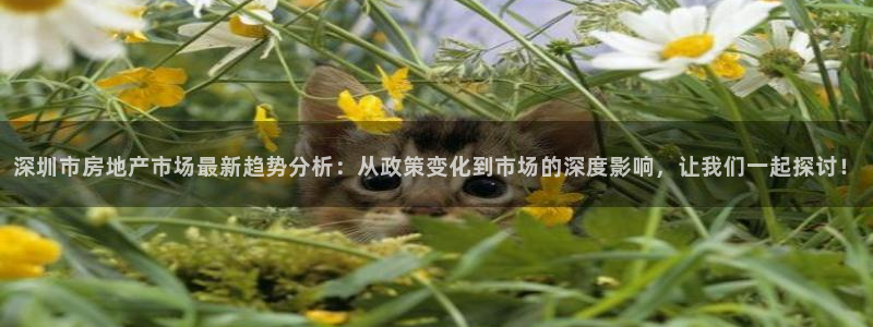 新宝5日：深圳市房地产市场最新趋势分析：从政策变化到市场的深