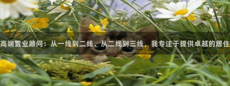 p5r新宝魔：高端置业顾问：从一线到二线、从二线到三线，我专