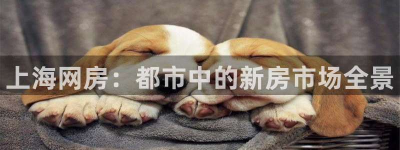 新宝5月：上海网房：都市中的新房市场全景